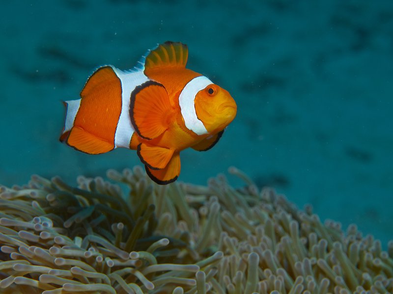 Clown Fish, House Reef